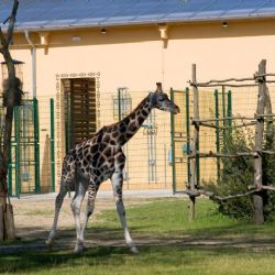 Ploty pro ZOO Plzeň dodáva firma Ploty Kodl, s.r.o.