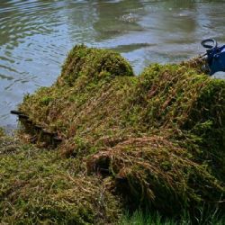 Karviná čistí jezero u Lodiček: rdest odstraňuje sací bagr