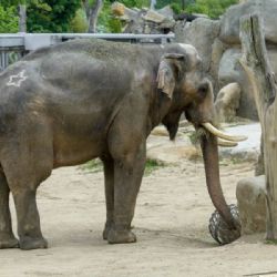 Ostravská a pražská zoo si vyměnily sloní samce, do Ostravy dorazil zkušený chovný jedinec