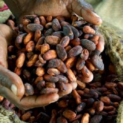 Růst cen kakaa - špatná úroda