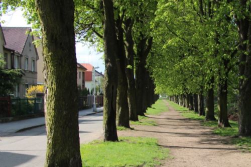 Foto: Spolek Kaštanka navrhuje inovativní záchranu aleje