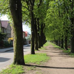 Spolek Kaštanka navrhuje inovativní záchranu aleje