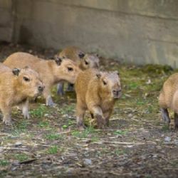 Zoo Praha hlásí rekord: sedm mláďat kapybar v jednom vrhu v Troji