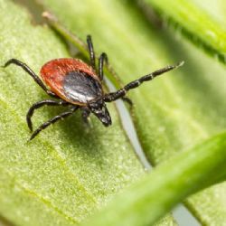 Borelióza v Jihočeském kraji výrazně roste, hygienici hlásí dvojnásobek případů