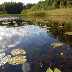 Malý bolevecký rybník čeká odbahnění. Bahno vytěží sací bagr a pomůže novým biotopům