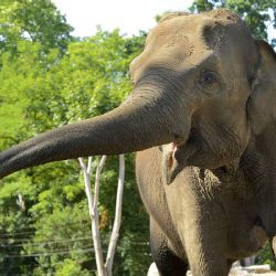 Plzeňská zoo chystá jubilejní sezonu. Největší vizí zůstává pavilon pro slony indické