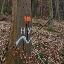 V plzeňských lesích zůstává 150 stromů „pro život“. Pomáhají ptákům, hmyzu i obnově lesa