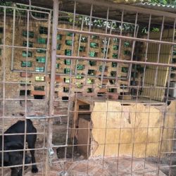 Vyhublí psi, špinavé kotce a zanedbané husy. V Nýřanech zasahovali veterináři s policií