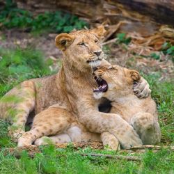 Dvě lvice z Rokycan našly nový domov. Převzala je Zoo Zlín