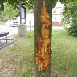 Kdo zničil mladou lípu v Rokycanech? Město nabízí odměnu, prověřuje i stopu se psem