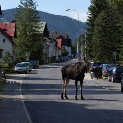 Los Emil se procházel Železnou Rudou. Lidé ho zahlédli v centru i u sjezdovky