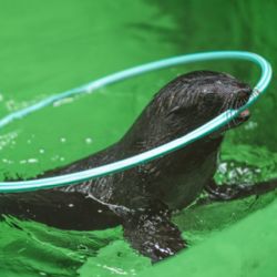 V Zoo Praha se poprvé představil nový lachtaní sameček. Pravnuk Gastona má 14 kilogramů