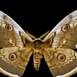 Výzkum řadí Milovice mezi evropsky nejbohatší lokality nočních motýlů. Data ověří entomologové