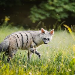 Hyenky hřivnaté: vzácný úspěch českého safari