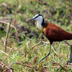 Ostnák africký: Pták s ostny ovládající vodní vegetaci