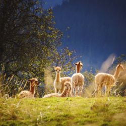 Lamy, velbloudi a poníci na Černé hoře