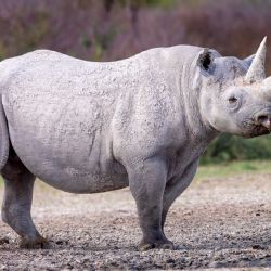 Safari park Dvůr Králové chystá novinky