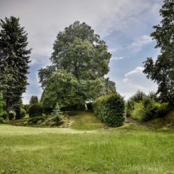 V anketě Strom roku reprezentuje náš kraj Rtyňská lípa svobody, dejte jí hlas